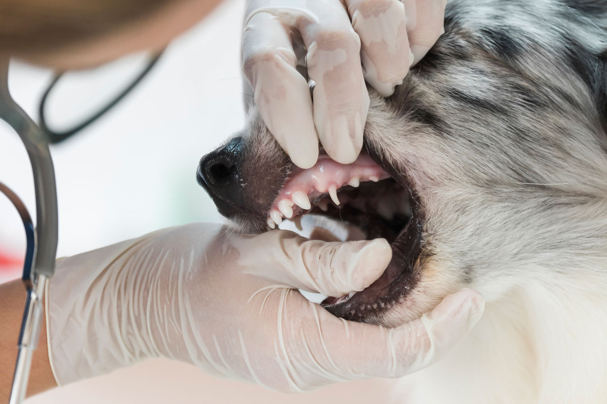 Dog Dentist Monbulk
